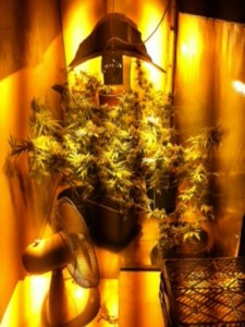 Il cultivait du cannabis chez lui  les gendarmes obligés d’enfoncer la porte
