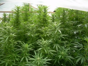 Une plantation de cannabis découverte par les gendarmes aux Clefs