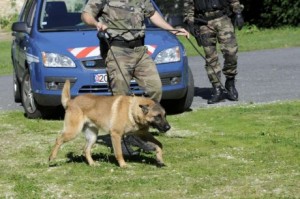 Béarn perdue dans les bois, le chien des gendarmes la retrouve