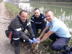 Longecourt-en-Plaine un gendarme sauve un renardeau de la noyade