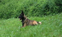 Lorraine, un chien de gendarmerie amène les enquêteurs sur la bonne piste