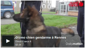 Vidéo Gizmo chien gendarme à Rennes