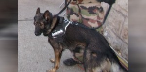 wardak-le-chien-malinois-de-la-gendarmerie-de-vauvert_1281411_667x333