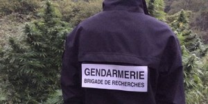 300-plants-de-cannabis-ont-ete-decouverts-sur-les-communes_3192992_800x400