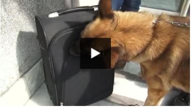 Aéroport de Montpellier un chien dressé à la détection des explosifs